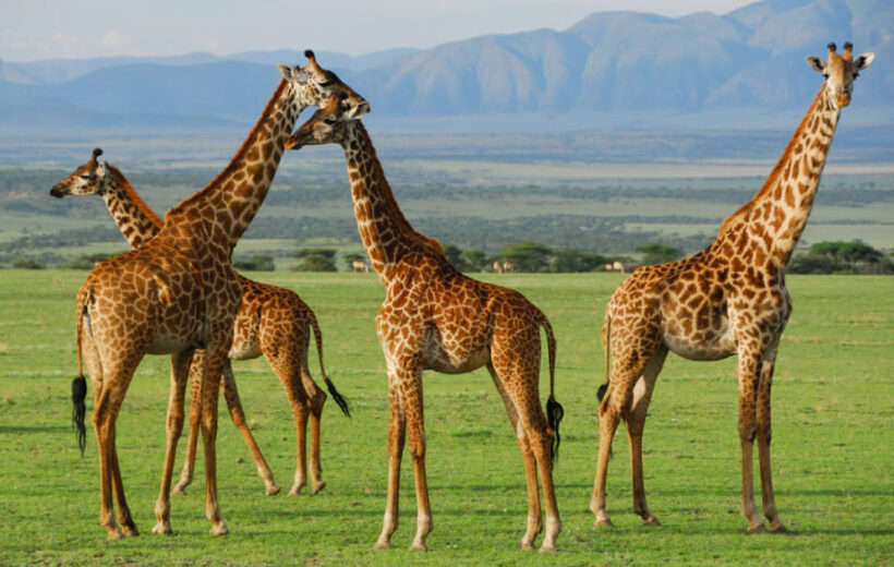6 Day: Serengeti fly-in safari