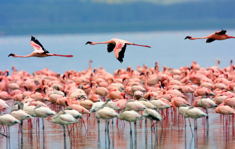 8 Day: Explore Birdwatching Safari in Kenya