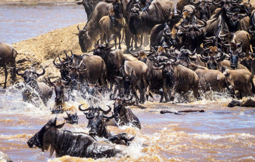 15 Day Epic Kenya and Tanzania Odyssey Safari Adventure